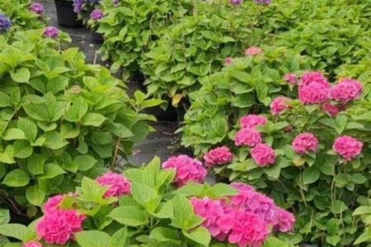 八仙花的施肥技巧
