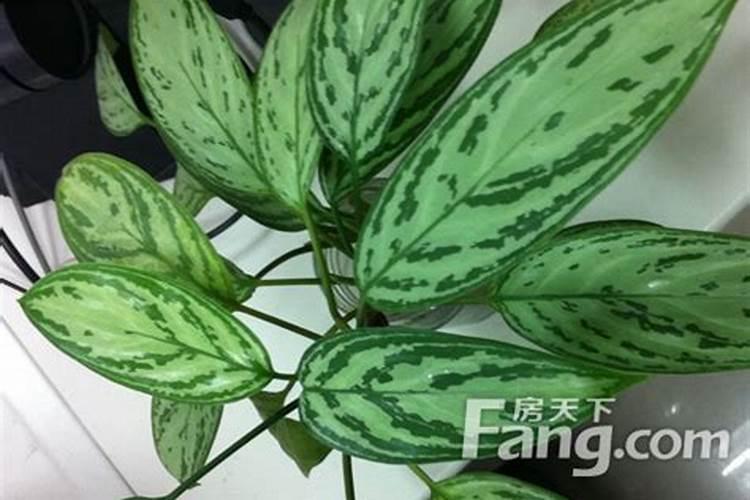 虎皮令箭怎么养才能更旺盛