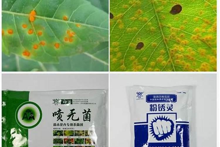 君子兰叶子发黄用什么肥料