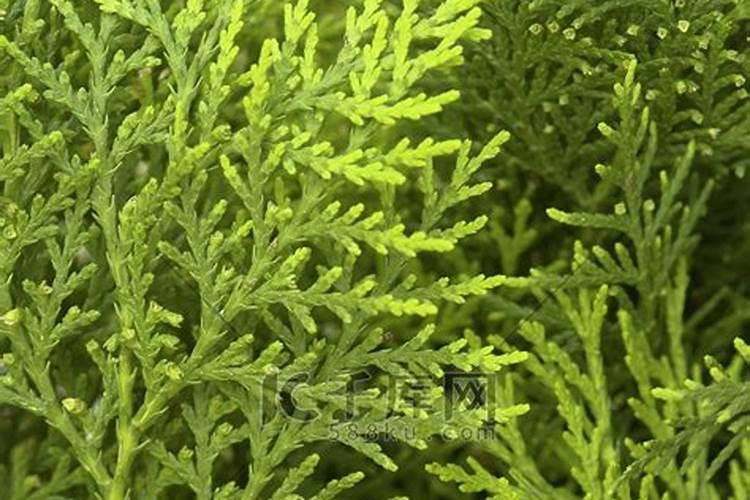 盆栽植物用什么施肥