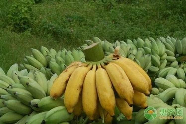 硼肥是什么肥料
