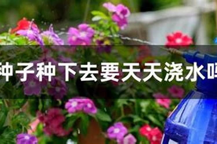 三叶草种子的种植方法