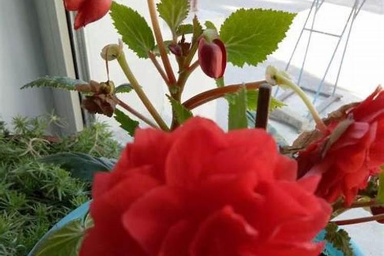 我家木菊花现在开花怎么施肥