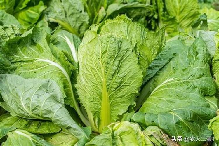 种植小白菜追肥的时候,用哪种肥料最好？