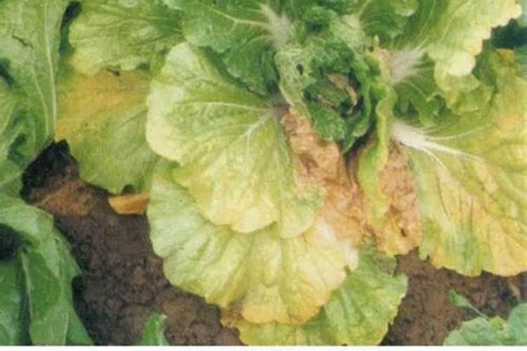 小白菜多久施肥 小白菜如何施肥更合适