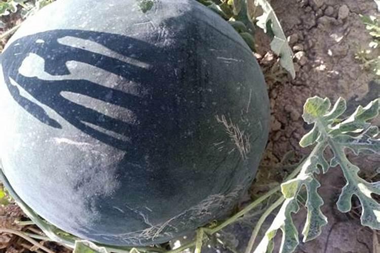种植西瓜,主要步骤是什么？