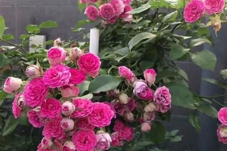 花种子种植后多久施肥 花种子种植后何时施肥最合适？
