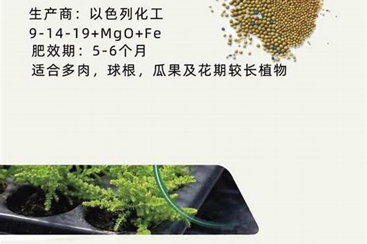 球根花卉怎么施肥,球根花卉的施肥方法