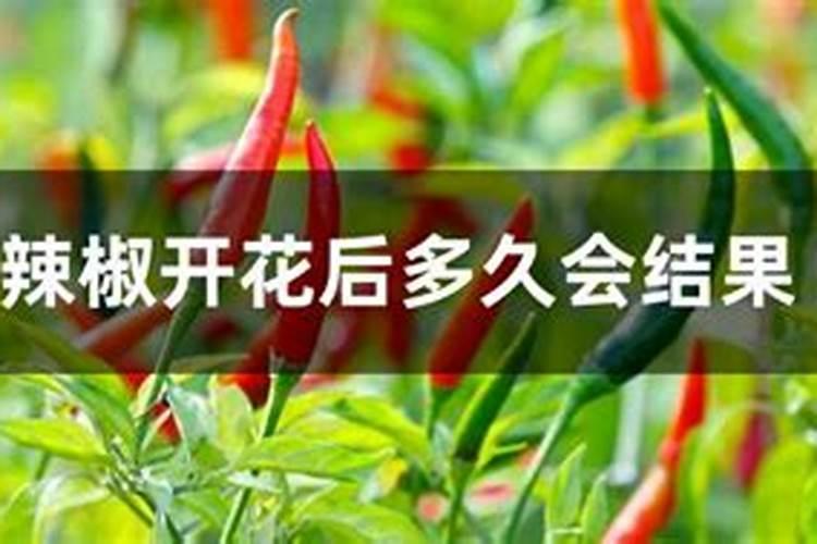辣椒打啥叶面肥最好