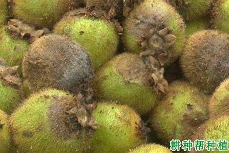 猕猴桃挂果后施什么肥料
