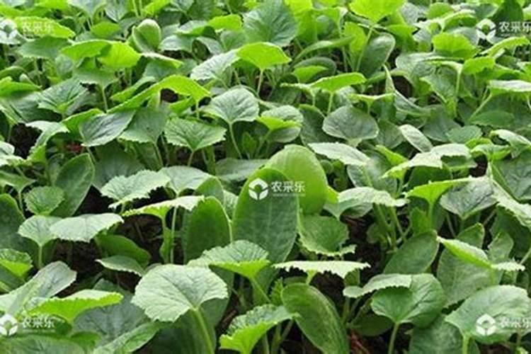 想要让香瓜种的又大又甜,种植的时候要注意什么？