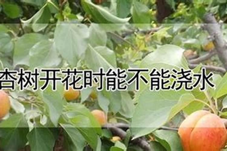 果树开花能打农药吗？