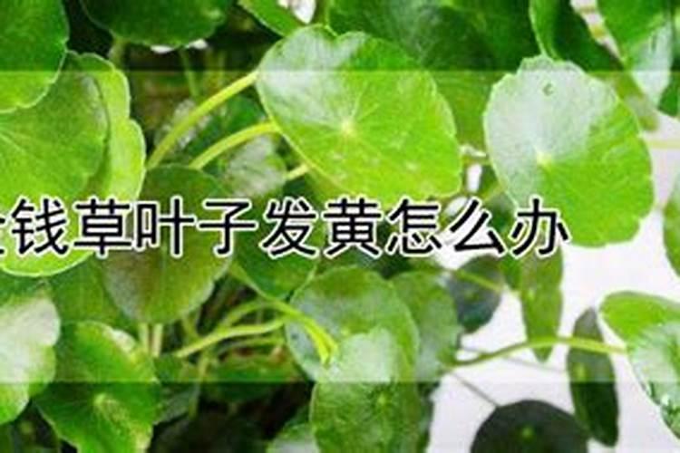 金钱草叶子发黄怎么处理怎么补救