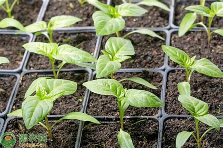 辣椒催熟催红打什么药