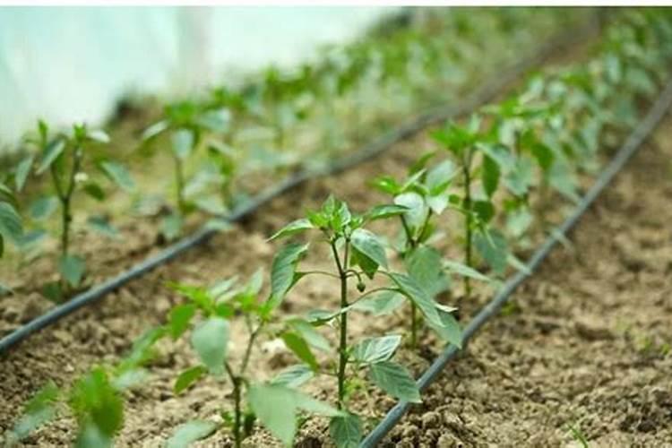 辣椒为啥要催红催熟 打什么药好