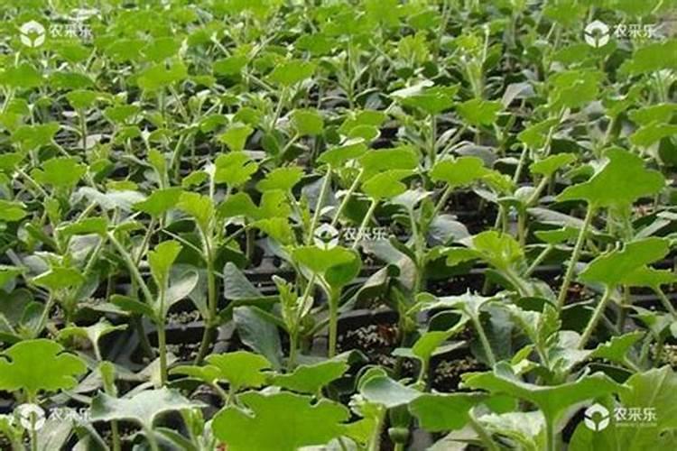 一吨水可以用芸苔素内酯原药多少量在荔枝上少克？