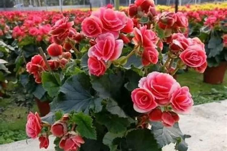 丽格海棠怎么施肥,幼苗期和花前施肥最好(薄肥勤施)