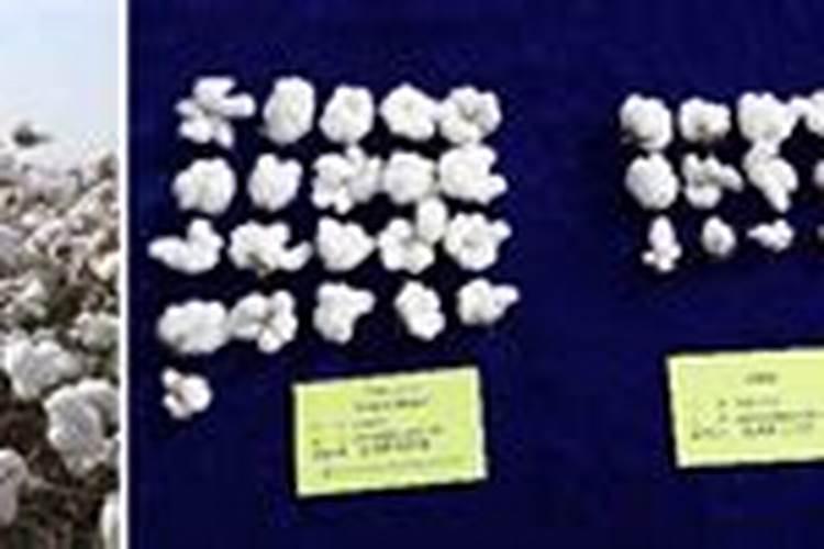 锌肥能膨大棉花吗？