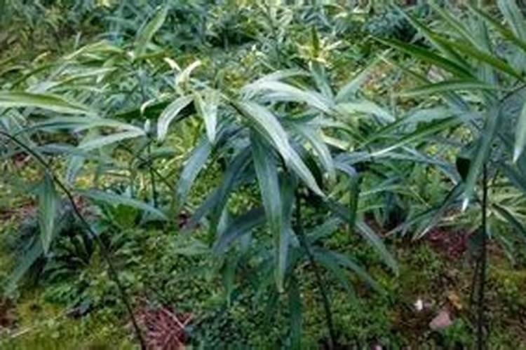 二氧化硅可以用树净化成空气吗？