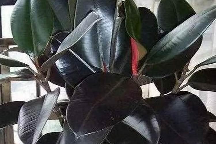 橡皮树怎么养长得快 橡皮树如何养长得快