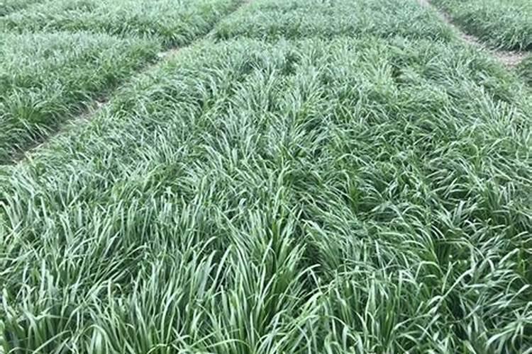 养鹅牧草用什么肥料好