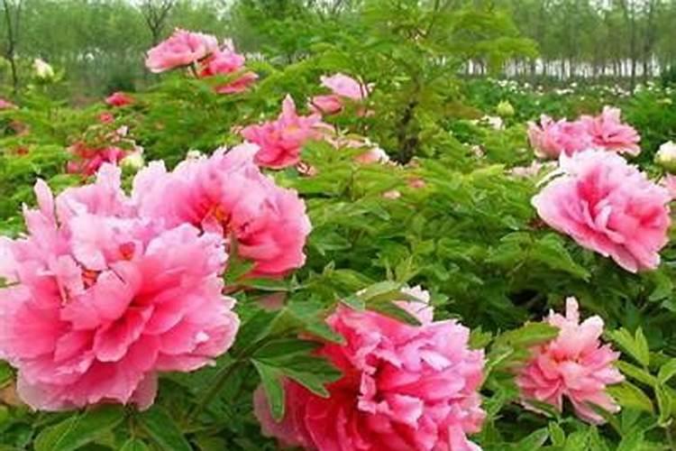 辣椒打什么药可以保花保果