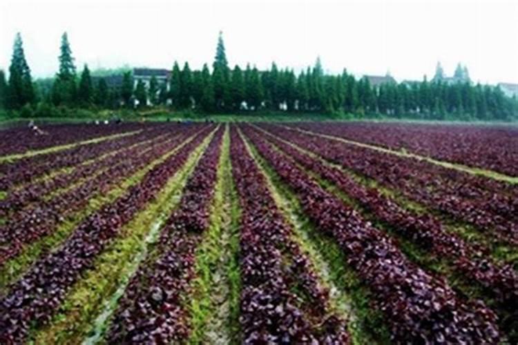 紫苏施肥用什么肥料