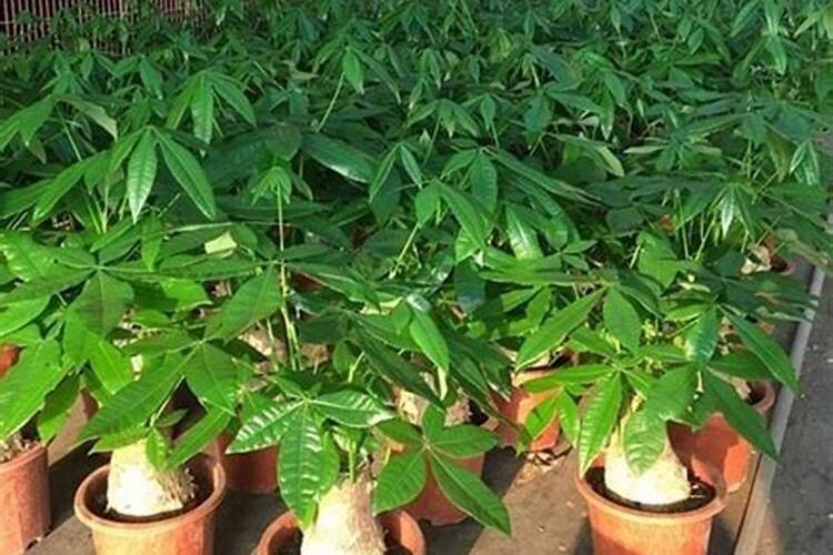 发财树怎么样催芽