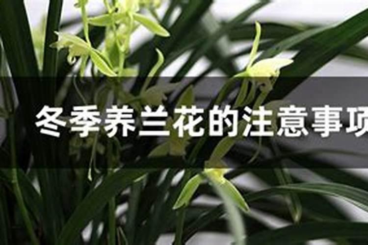 冬天兰花怎么养护和浇水