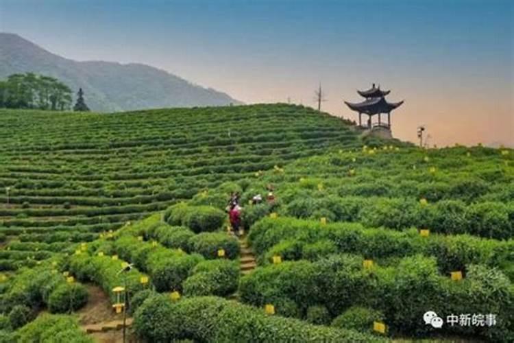 甜叶菊专用功能肥,蚌埠地区叶面肥用什么好
