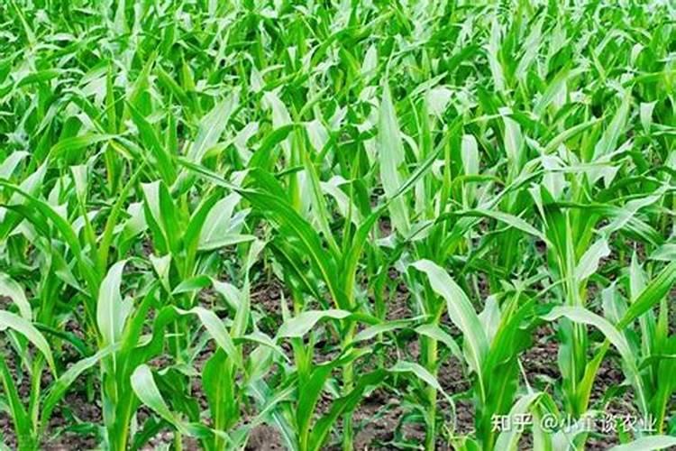 玉米扬花期能打叶面肥吗
