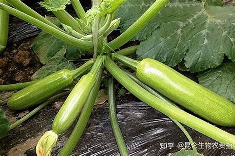 西葫芦开花期能喷芸苔素不？