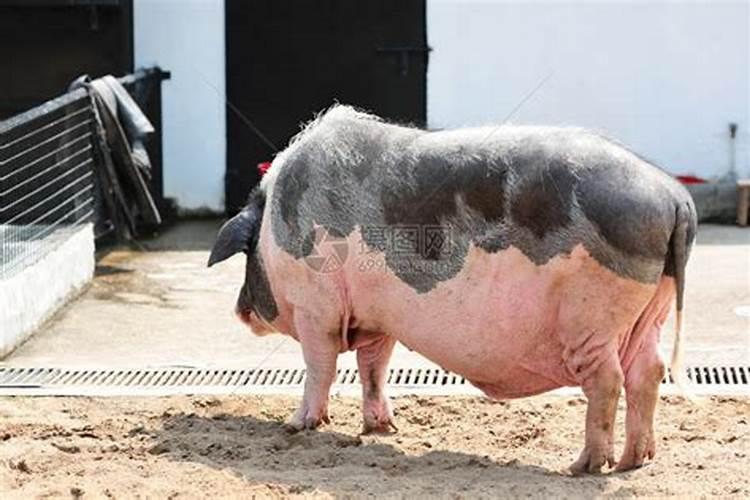 宠物小河马是什么品种的？