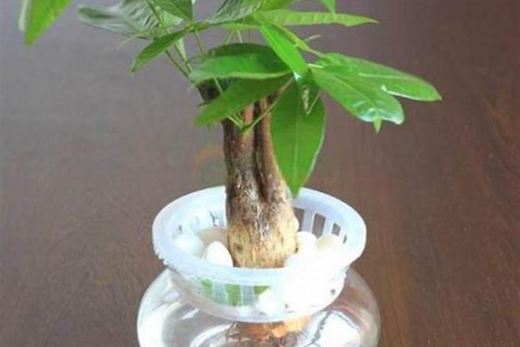 铁皮石斛施什么肥最好