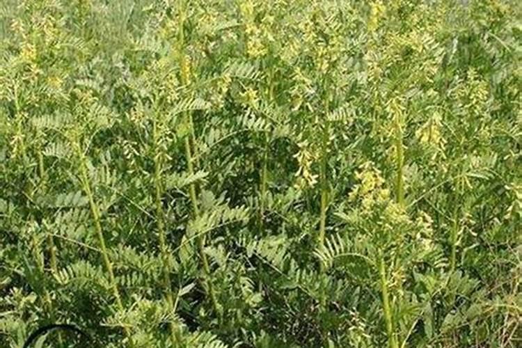 施什么肥让月季花开又多又大花瓣厚(自制月季花肥料)