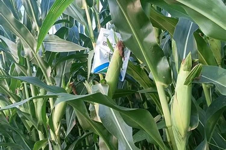种植玉米,要什么时候打叶面肥合适