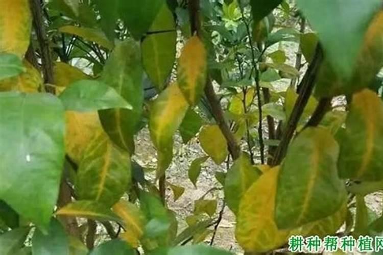 植物缺了氮肥,磷肥和钾肥会怎么样,分别举例说明。