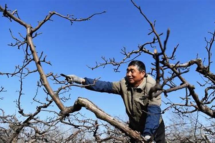 梨树春季施肥用什么肥料合适
