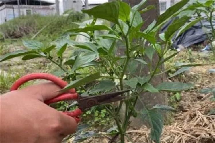 辣椒缺素症及解决办法