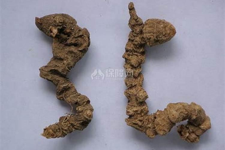 竹节参一亩产多少斤