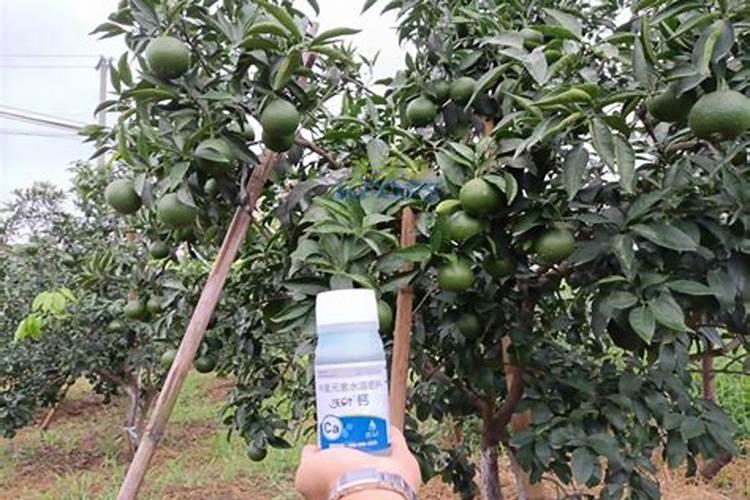 苹果树叶面喷钙、化学除草、叶面喷肥