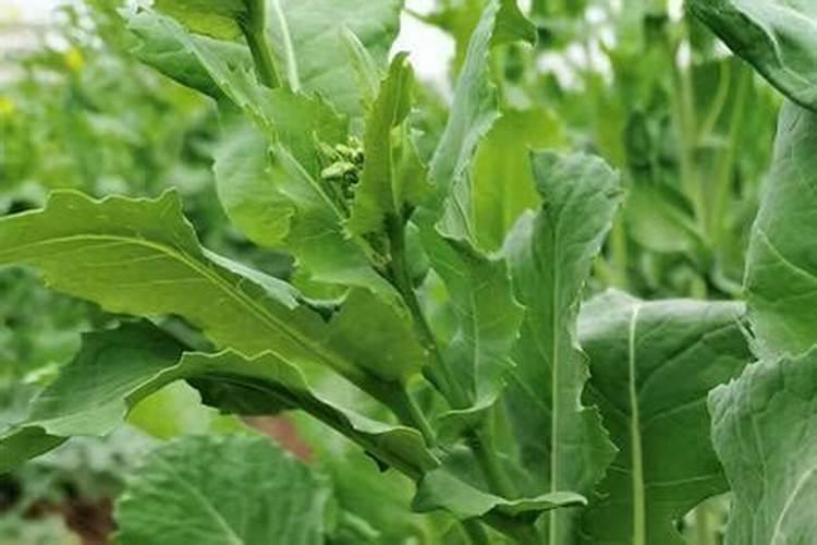 老师油菜除草剂药害 怎么救