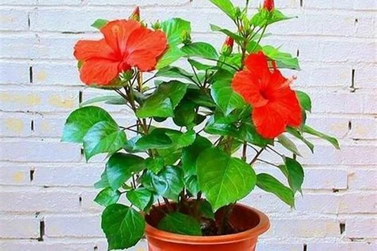 家里养的花不怎么长叶子,是不是应该施氮肥？