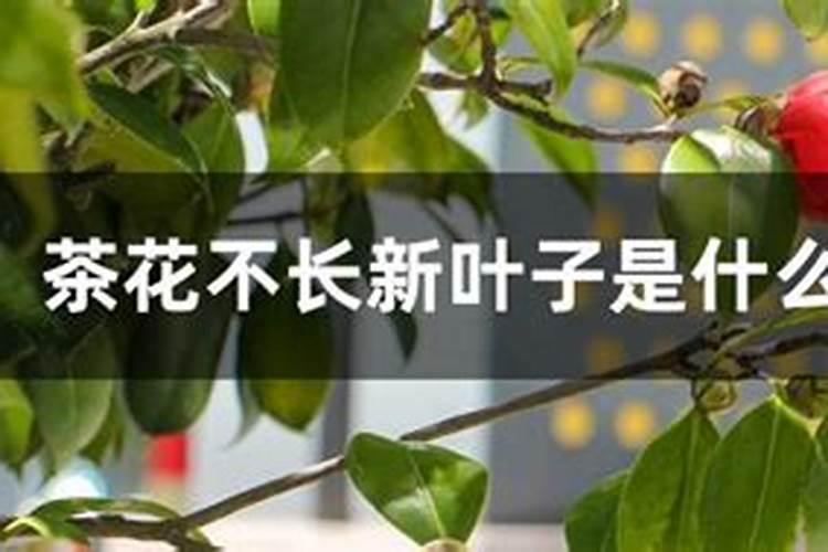 木槿花不长叶子怎么办