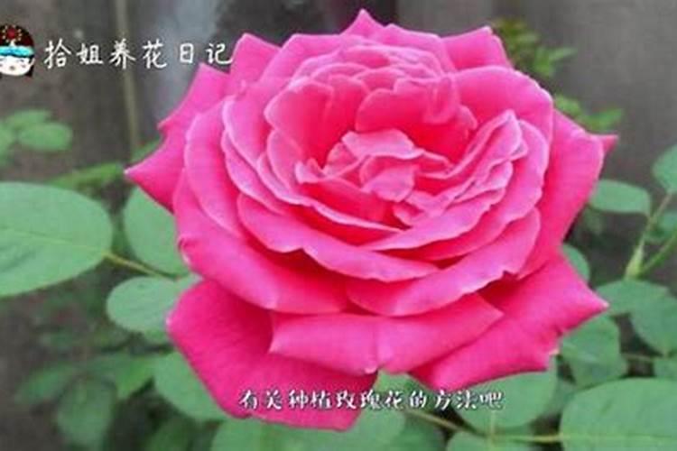 玫瑰花的压枝繁殖方法(玫瑰花压枝视频)