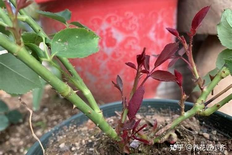 玫瑰花盆栽定植后如何进行田间管理？