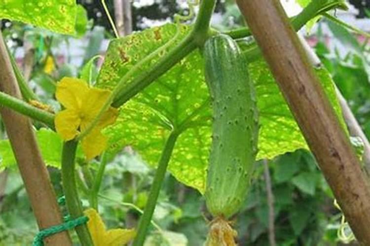 黄瓜种植需要营养成分