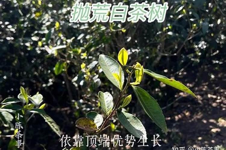 白茶什么时施肥最佳？