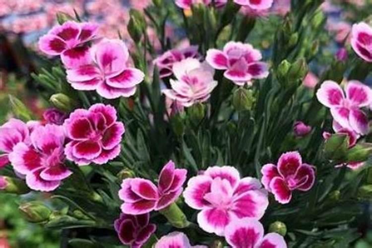这是什么花草