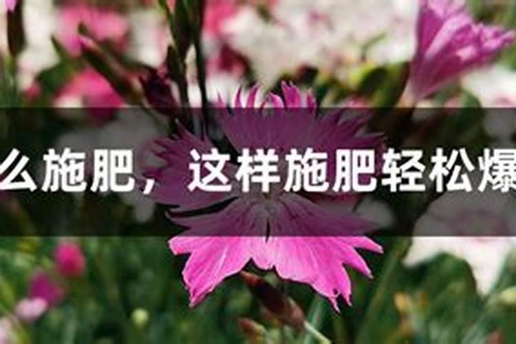 欧石竹的养殖方法和注意事项